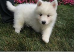 Samoyed puppies for sale for sale