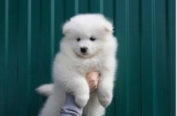 Gorgeous Samoyed Puppies for Sale!!##(xxx) xxx-xxx7