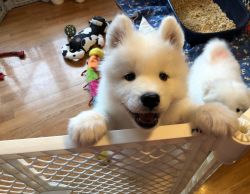 Lovely Male and female Samoyed puppies looking for pet lovers