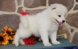 Cutest Samoyed puppies for sale