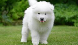Two fluffiest samoyed puppies