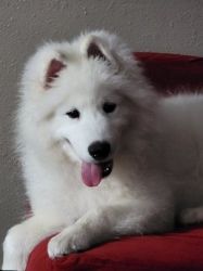 5 Month Old Male Samoyed