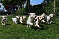 Nova Scotia Retriever X Springador Puppies