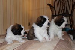 Saint Bernard Male Puppies