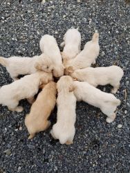 Rare Korean Puppies for Sale