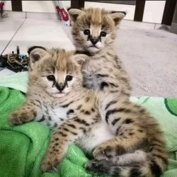Savannah Kittens