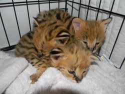 exotics serval, caracal, ocelot available