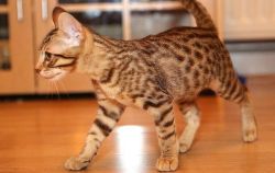 â€‹Savannah Kitten
