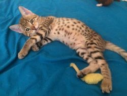 Savannah Kitten for sale