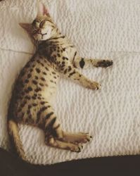 Adorable Serval and Savannah kittens F1-F4 available.