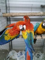 Hand Reared Baby Scarlet Macaws
