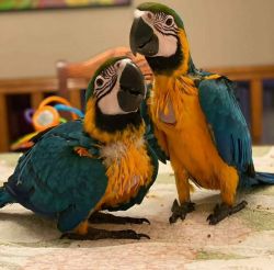 Well Tamed Baby Macaw Parrots