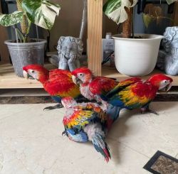 Scarlett Macaw Parrots Available