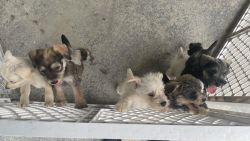 Schnauzer/Blue Heeler puppies