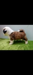 Loyal and friendly Shih Tzu puppy