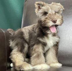 Schnauzer Puppies For new home