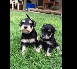Gorgeous Miniature Schnauzer Pups Ready
