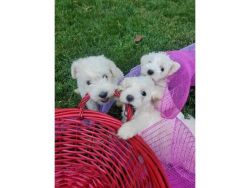 Schnoodle puppies