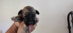 Schnoodle pups for sale