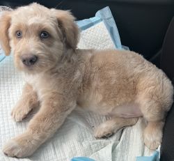 Loving Schnoodle Needs New Home