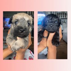 Teddy Bear Schnoodles ready for new home