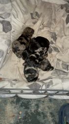Schnoodle puppies 2 Days old