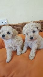 Beautiful Schnoodle Puppies