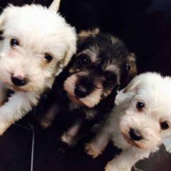 Beautiful Schnoodle Puppies