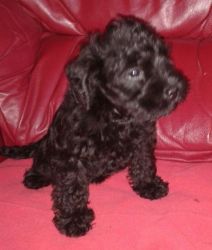 Teddy Bear Schnoodle Puppies