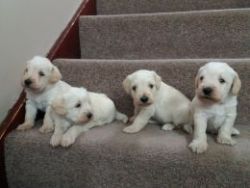 Adorable Schnoodle Puppies (cream/apricot) (f1)