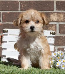 Schnoodle Puppies Available Now