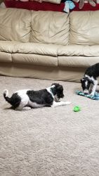 Schnoole Puppies Looking for a New Home