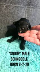 “Snoop” male schnoodle