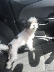 Her name is Bella she’s a Shorkie (Yorkie and Shih tuz mix) looking fo
