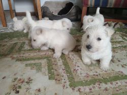 Purebred Scottish Terrier Puppies for sale