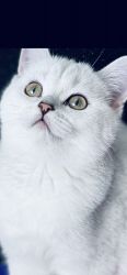 Scottish Silver Shinshilla kittens for sale