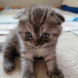 Scottish fold male kitten