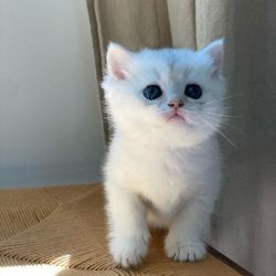 scottish fold kitten for sale