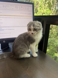 Adorable Scottish Kilt Kitten