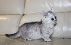Gorgeous Scottish Fold/Straight kittens