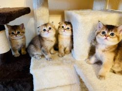 Scottish fold and straight kittens