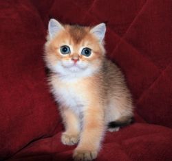 Adorable Scottish fold kittens
