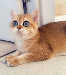 adorable Scottish fold shorthair kittens