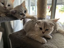 Silver Shaded and Silver Tabby Scottish Fold