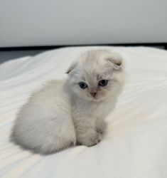 Scottish fold kittens for sale Asheville NC
