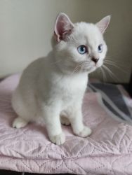 Adorable Scottish fold kittens