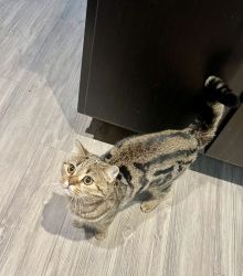 Beautiful Scottish Straight Female Cat