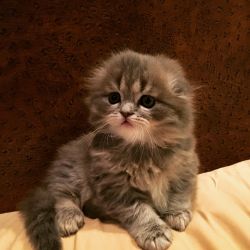 Beautiful Scottishfold Kitten