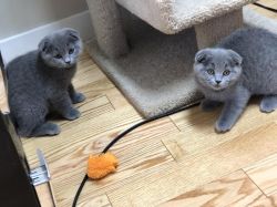 High quality pure breed Scottish Fold Kittens