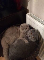 Smart and Show Quality Scottish Fold Kittens
